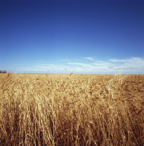 Blue sky over wheat field